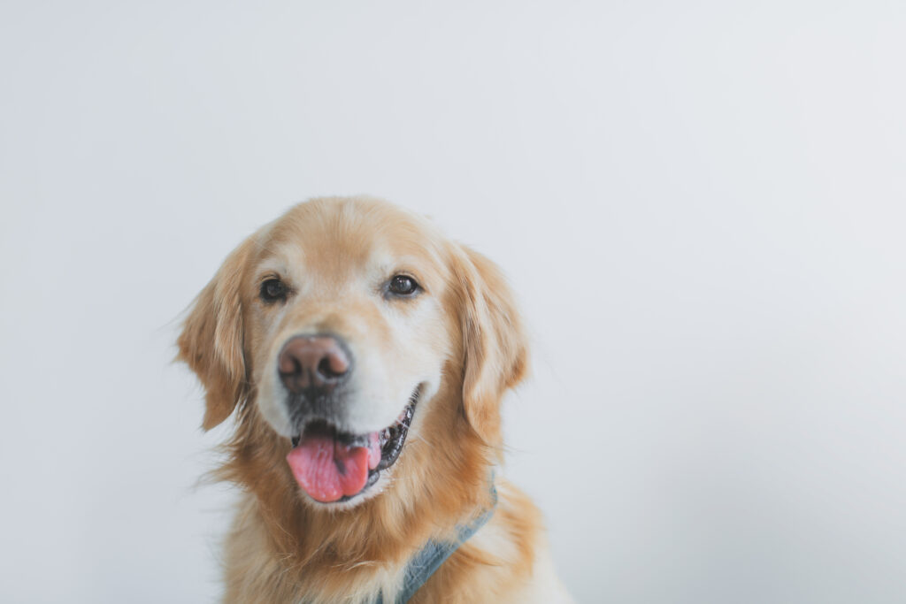 ペットと写真スタジオでの撮影シーン