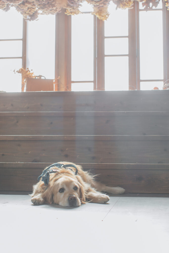 ペットと写真スタジオでの撮影シーン