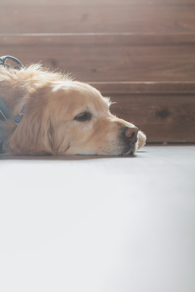 ペットと写真スタジオでの撮影シーン